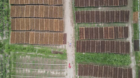 Aerial view of traditional drying tobacco leaves under the sun in Indonesia.