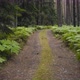 Forest road - VideoHive Item for Sale
