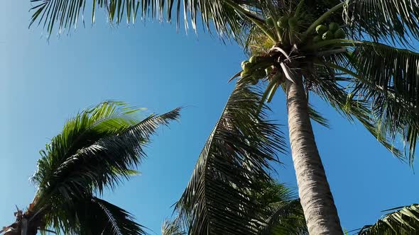 Branches of Palm Trees are Developed By Strong Wind