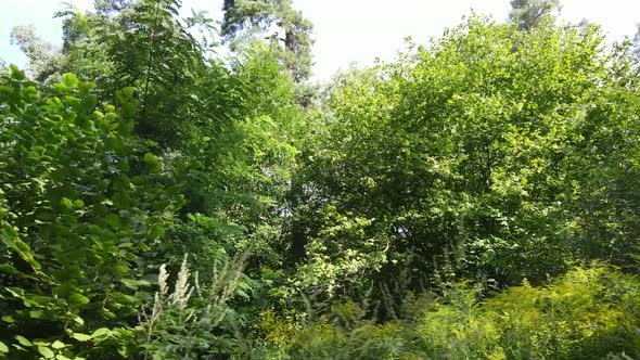 Natural Landscape in the Forest During the Day