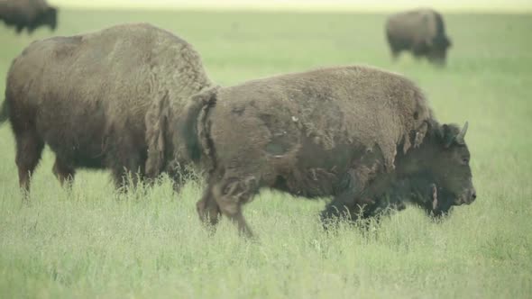 Nature: Bison in a Field on Pasture. Slow Motion