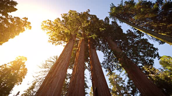 Giant Sequoia trees in Kings Canyon National Park