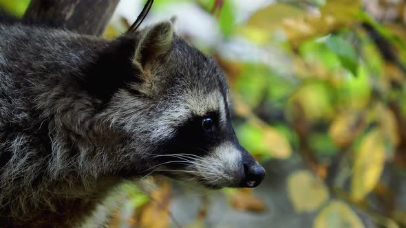 Raccoon (Procyon lotor) and autumn leaves in background. Also known as the North American raccoon.