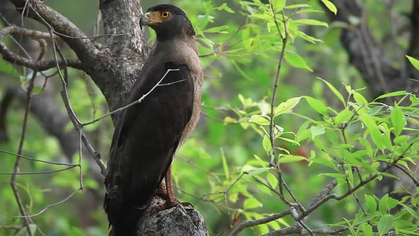 Crested Serpent Eagle watches the Jungle around him to find prey and flies off into the forest in se