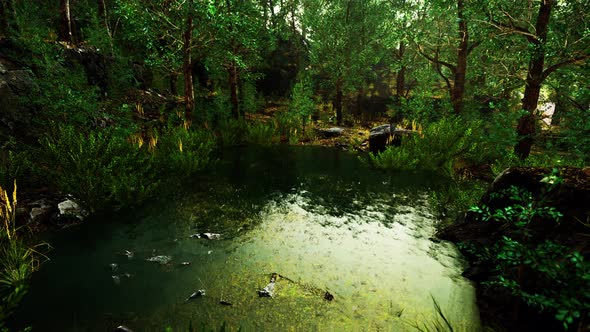 Deciduous Forest is Reflected in the Small Lake