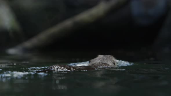 otter swimming away at water level