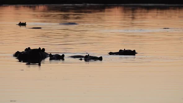 Hippo yawns as pod lies submerged in river with golden evening light