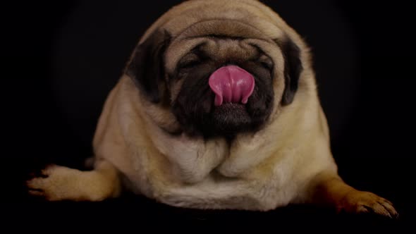 Close Up of Cute Pug Licks Muzzle Lying on Black Background