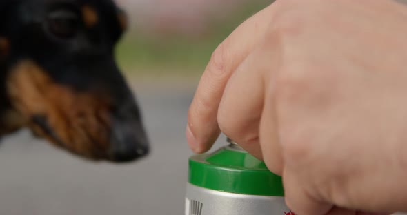 Person Closes Spray Bottle of Paint with a Plastic Cap but Mischievous Dachshund Puppy Knocks It