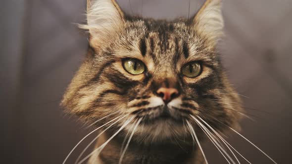 Close-up of a cute sitting cat. He looks around, closing his eyes. Striped domestic cat. Concept of