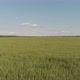 Fly over wheat field wide shot 4k - VideoHive Item for Sale