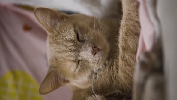 Vertical close up red cat wake up after an afternoon nap