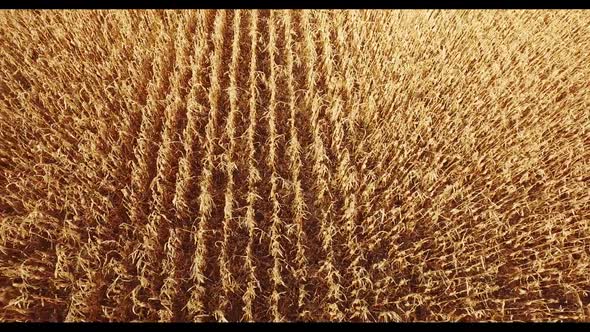 Yellow Wheat Field Corn on the Sunset .Close Up. Aerial Shot