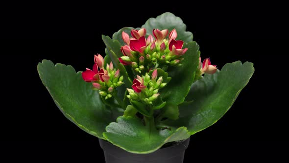  Time-Lapse of Kalanchoe Flower