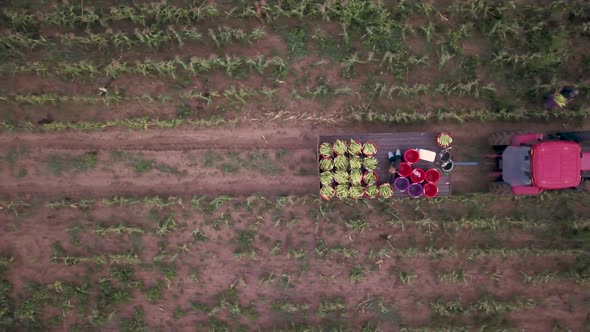 Aerial view of workers in field picking fresh corn with tractor pulling corn wagon nearby.