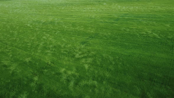 Green Field, Grass and Wind Aerial view