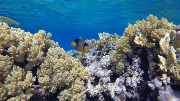 Underwater Tropical Corals Reef