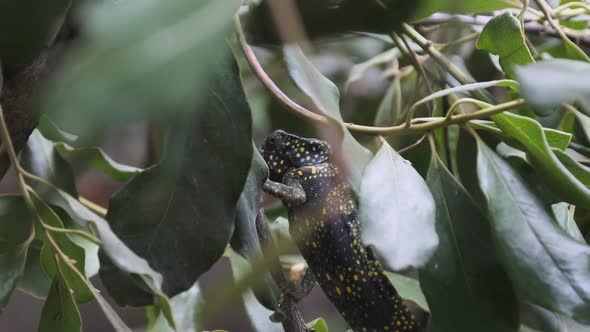 Chameleon Sitting on a Branch in a Green Forest Zanzibar