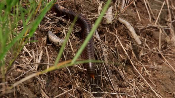 Moving on a reddish brown soil towards the roots and plants during a summer day; Millipede, Diplopod