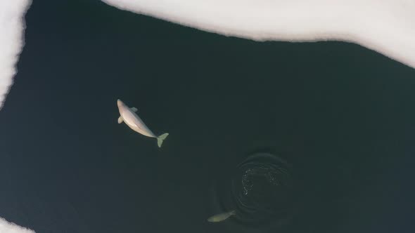 Beluga Whale Swims on the Surface of the Sea Among Ice Floes