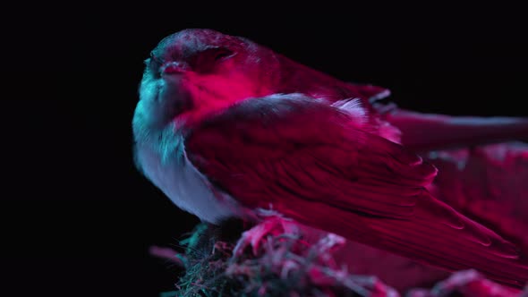 Barn Swallow  Hirundo Rustica Sitting in Mud Nest Bird Chick Under Pink Neon Light