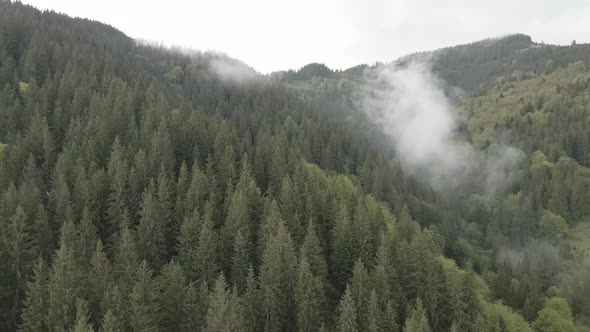 Ukraine, Carpathian Mountains: Beautiful Mountain Forest Landscape. Aerial, Flat, Gray