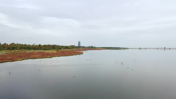 Flocks Of Flamingos 4