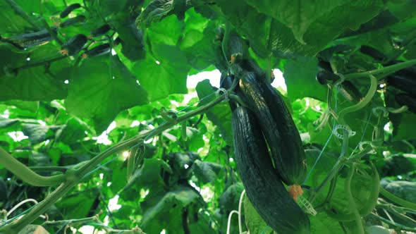 Mellow Cucumbers Among the Green Leaves and Sunlight