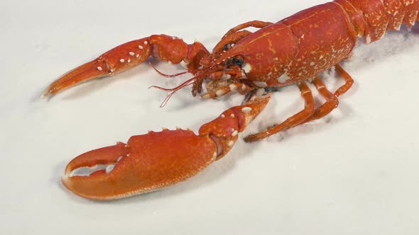 Passing Cooked Lobster On Ice Fishmonger Display