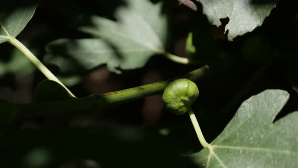 Hidden Ficus carica fruit  shallow DOF 4K 2160p 30fps UltraHD footage - Close-up of green exotic com