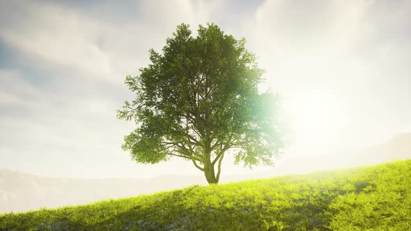 Panoramic Landscape with Lonely Tree Among Green Hills alt