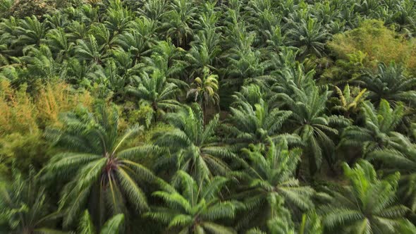 Close up drone shot flying over the top of palm trees on a palm oil farm