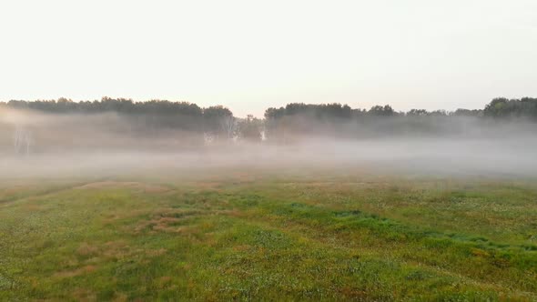 Fog Over the Field