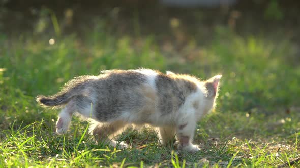 Cute Persian Kitten Walking In The Park Under Sunlight