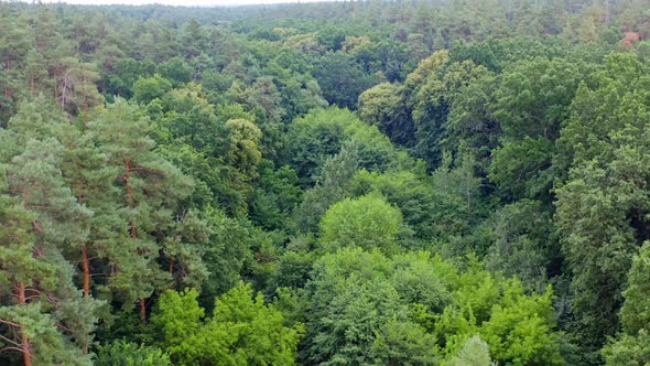 Beautiful green woods. Flight over the tops of trees in summer. 