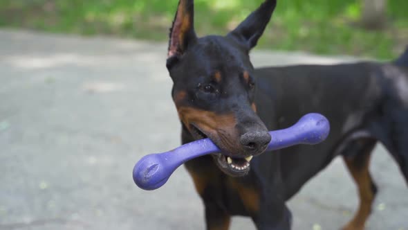 Dog Runs Through the Snow with Toy in His Teeth