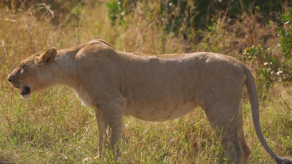 Lioness in Masai Mara