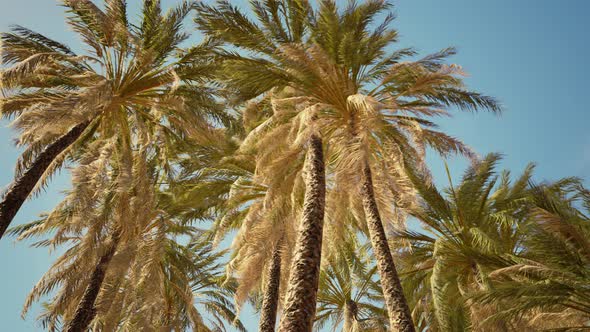 Tropical Palm Trees From Below