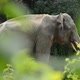 asia elephant in tropical forest - VideoHive Item for Sale