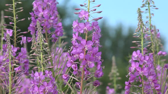 Fireweed, Great Willowherb, Rosebay Willowherb Or  Ivan Chai 3