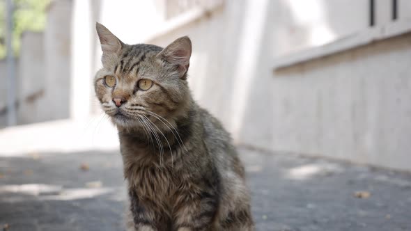 Homeless Multicolored Cat Sits Outside