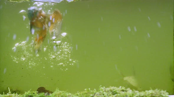 Unique underwater shot of a Kingfisher catching fish