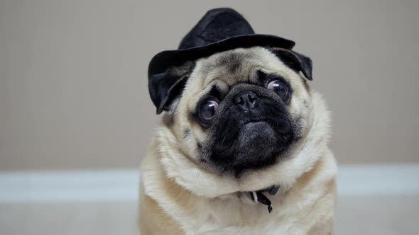 Funny Pug Dog Posing Like a Cowboy, Dressed in Cowboy Hat, Like Sherif