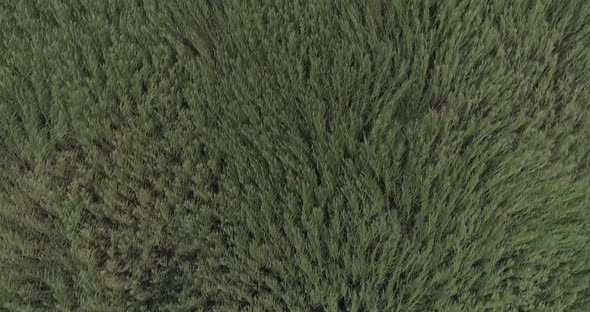 Flying Over Reed Field Swinging in Strong Storm Wind Aerial Top Down View