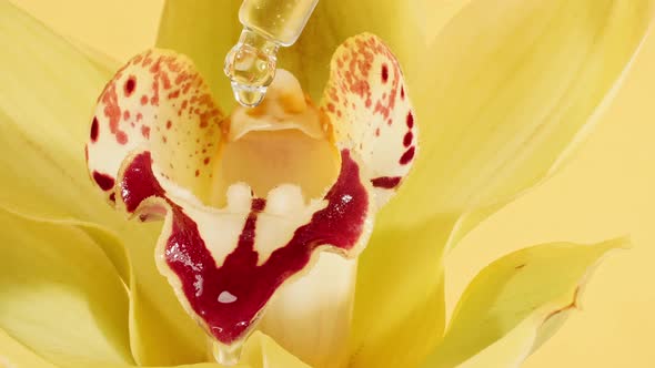 Beautiful Yellow Orchid Rotating on White Background and Cosmetic Pipette with Drops of Oil Macro