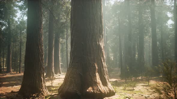Sunset on the Giant Forest, Sequoia National Park, California alt