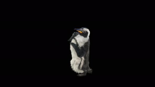 Penguin Dancing 4K