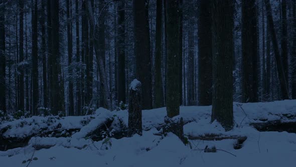 Moving Past Snowy Forest In The Dark