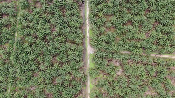 Aerial View of The Palm Oil Estates