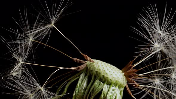 Macro shot of a Dandelion rotating